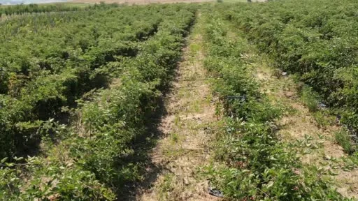 Tekirdağ’da yeni tarım rotası: Böğürtlen