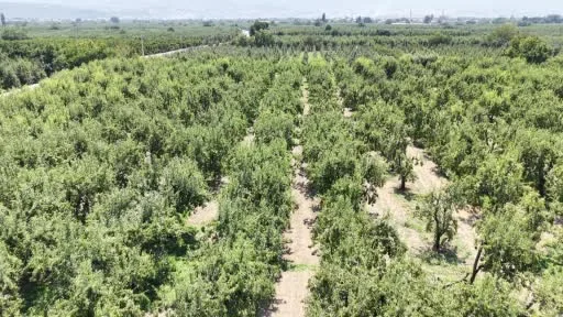İtalyanların "zor" diyerek bıraktığı armutta Gürsu bu yıl rekora gidiyor