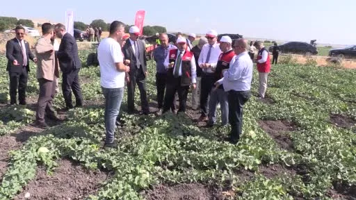 Balıkesir’de ata tohumuyla yetiştirilen beyaz kavunun hasadı başladı