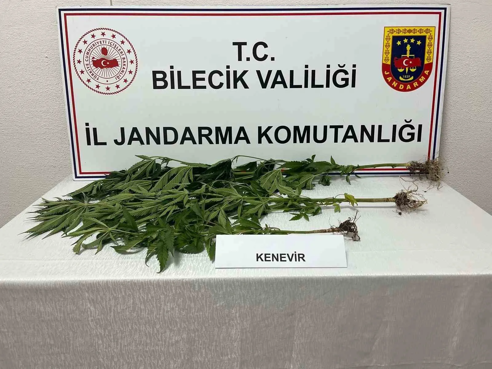 Bilecik’te yasadışı kenevir ekimi ortaya çıkarıldı