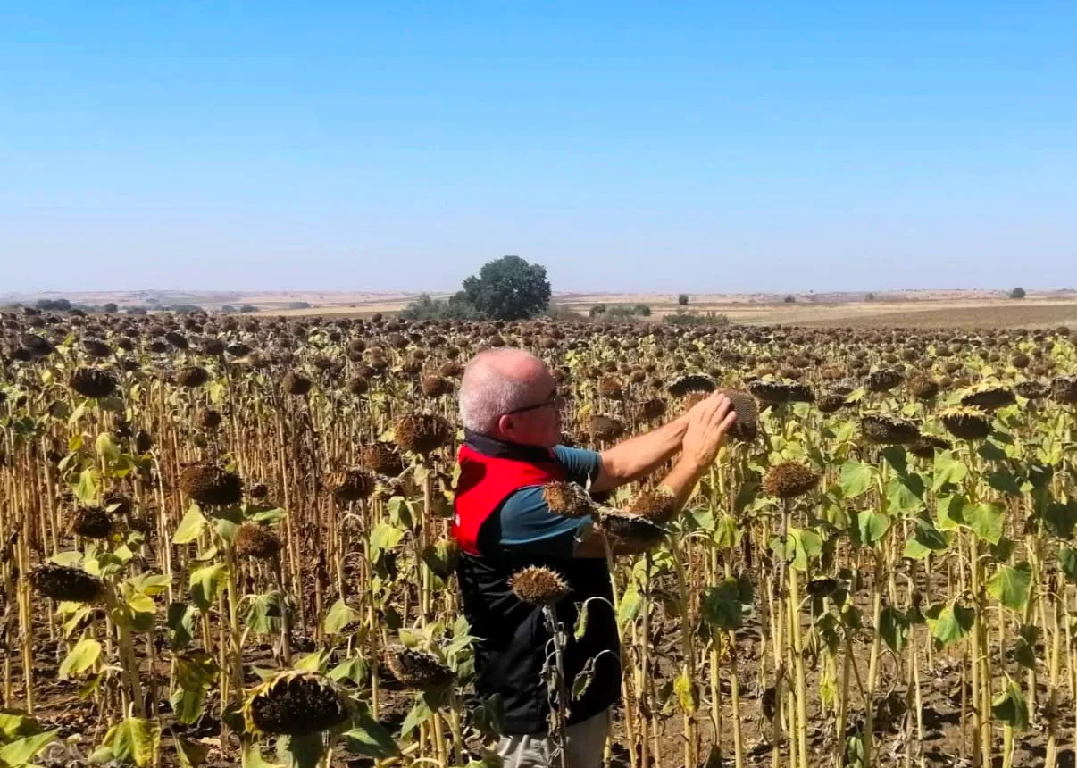 Kırklareli’nde TAKE projesiyle ekimi yapılan ayçiçekleri kontrol edildi