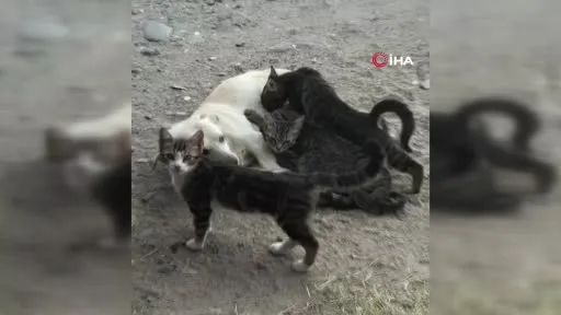 Köpek yavru kedilere annelik yapıyor
