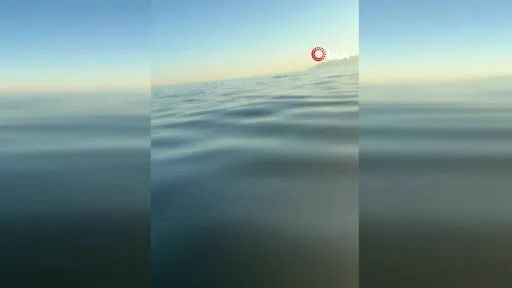 Tekirdağ açıklarında yunus balıkları görüntülendi : Yunus balıkları adeta tekne ile yarıştı