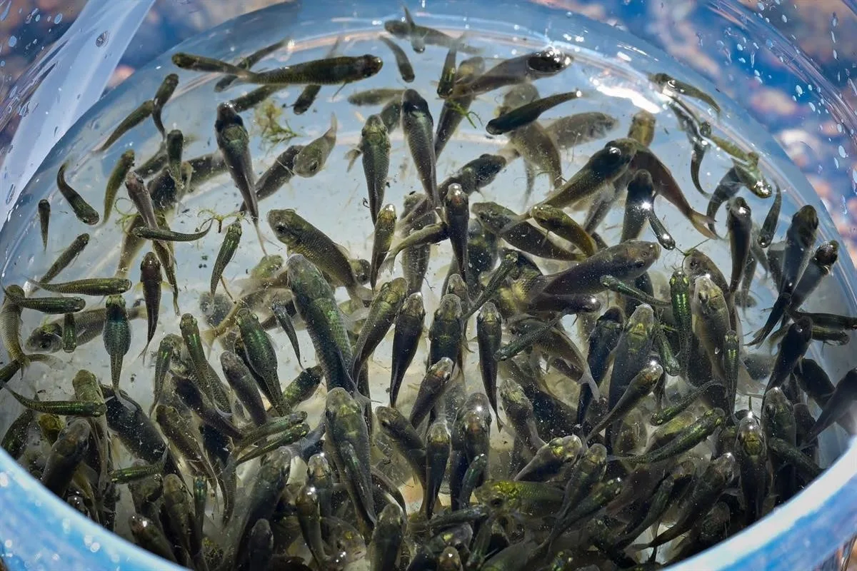 Kırklareli Barajı’na 450 bin yavru sazan bırakıldı