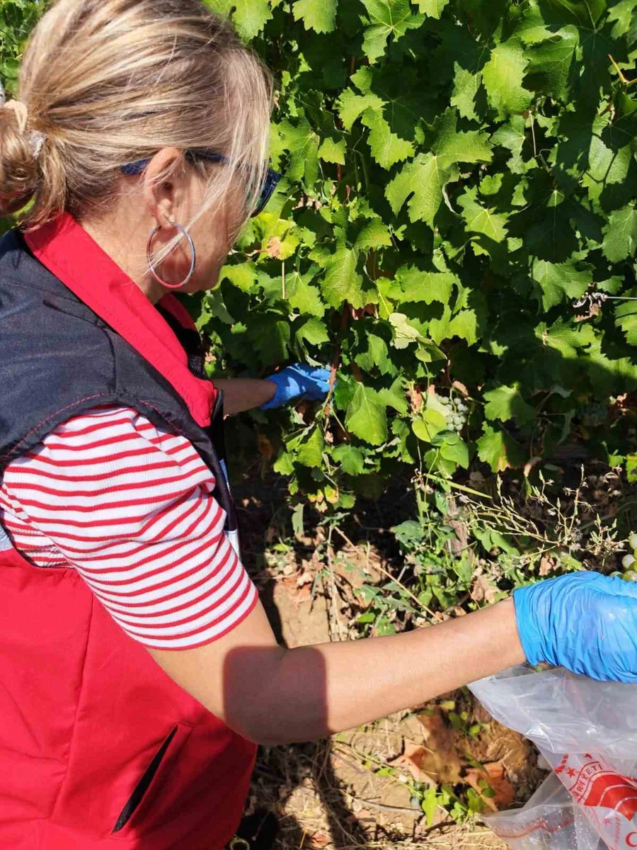Tekirdağ’da üzüm bağlarında hasat öncesi pestisit denetimi