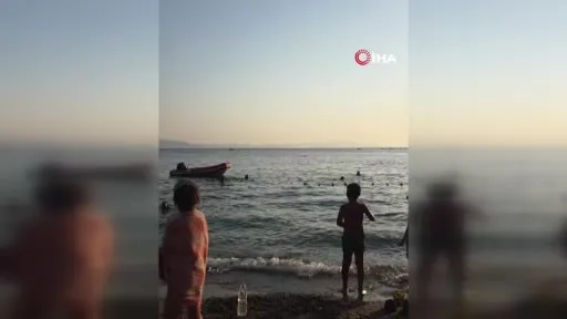 Denize giren vatandaşlara yunus sürprizi