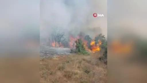 Gebze’de orman yangını başladı