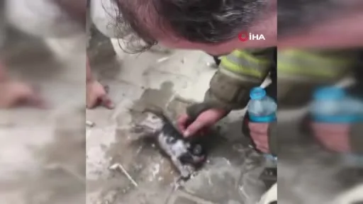 Yangında su ve oksijen verilen yavru kedi hayata döndürüldü
