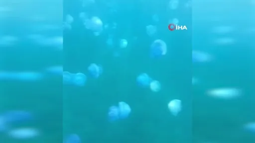 Çanakkale Boğazı’nda mavi denizanası istilası