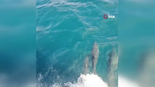İğneada’da balıkçı teknesine yunuslar eşlik etti