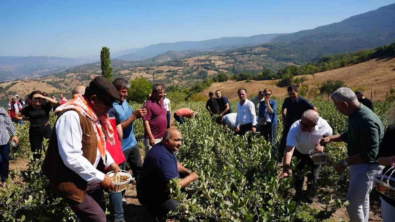 Sındırgı’da aronya hasat şenliği coşkusu