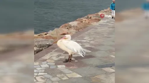 Bandırma mendireğinde pelikan sürprizi