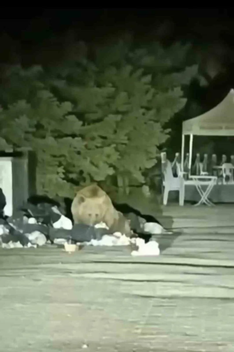 Uludağ’da aç kalan ayı çöp konteynerinde yemek aradı