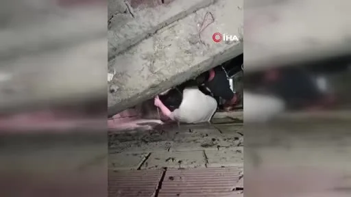 Apartman boşluğuna düşen yavru kedi böyle kurtarıldı