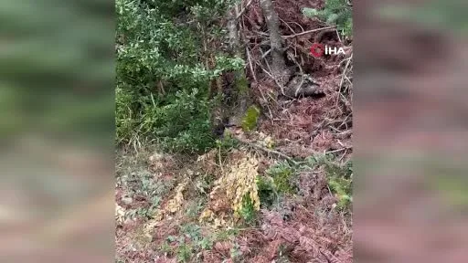 Mantar toplamaya gittiler, nadir görülen baran engereği ile karşılaştılar