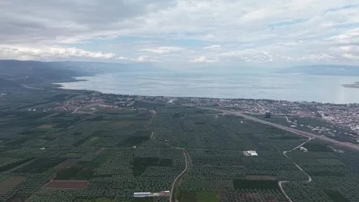 Sarı altın Müşküle üzümünde hasat heyecanı başladı