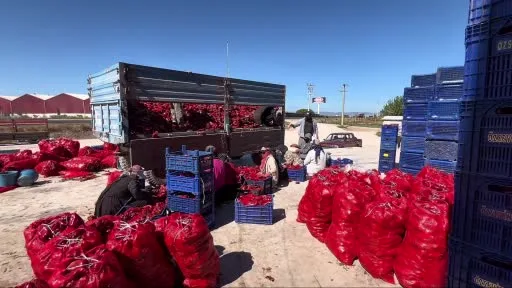Yüksek aromasıyla öne çıkan Karacabey biberi salça yapımında revaçta