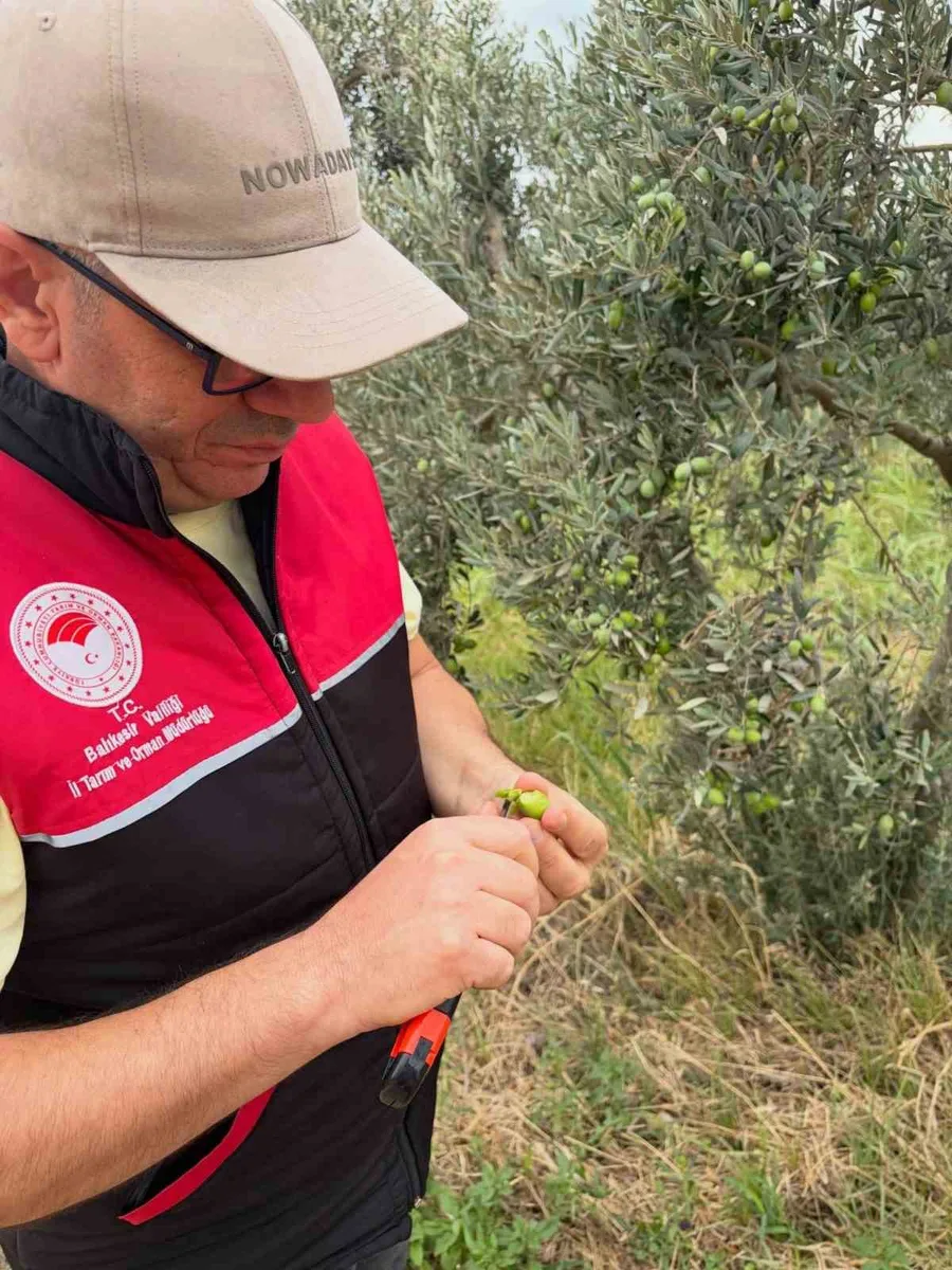 Burhaniye de zeytin bahçelerine hasat öncesi yoğun kontrol