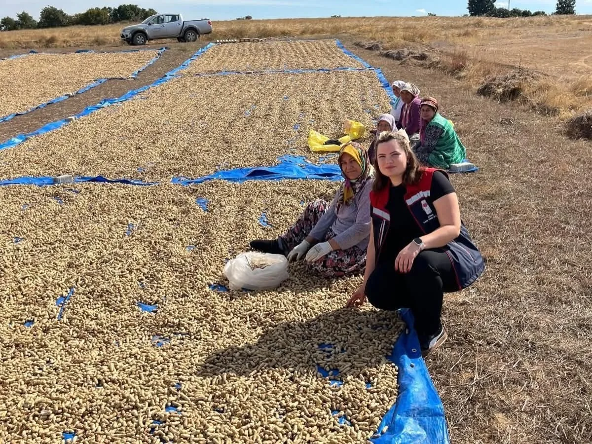 Meriç’te yer fıstığı hasadı başladı