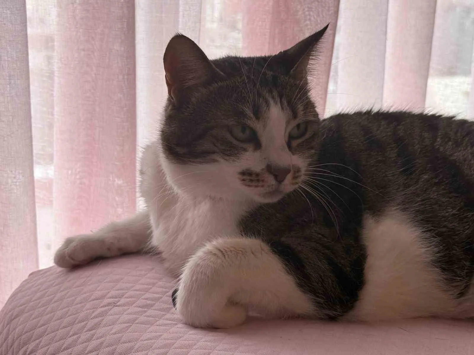 Hırçın kedi hırsızlara geçit vermedi; O anlar kamerada