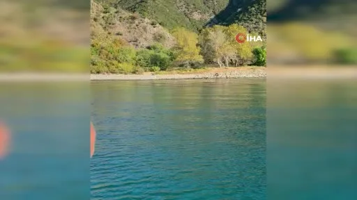 Tekirdağ’da denizde yüzen karaca şaşkınlık oluşturdu