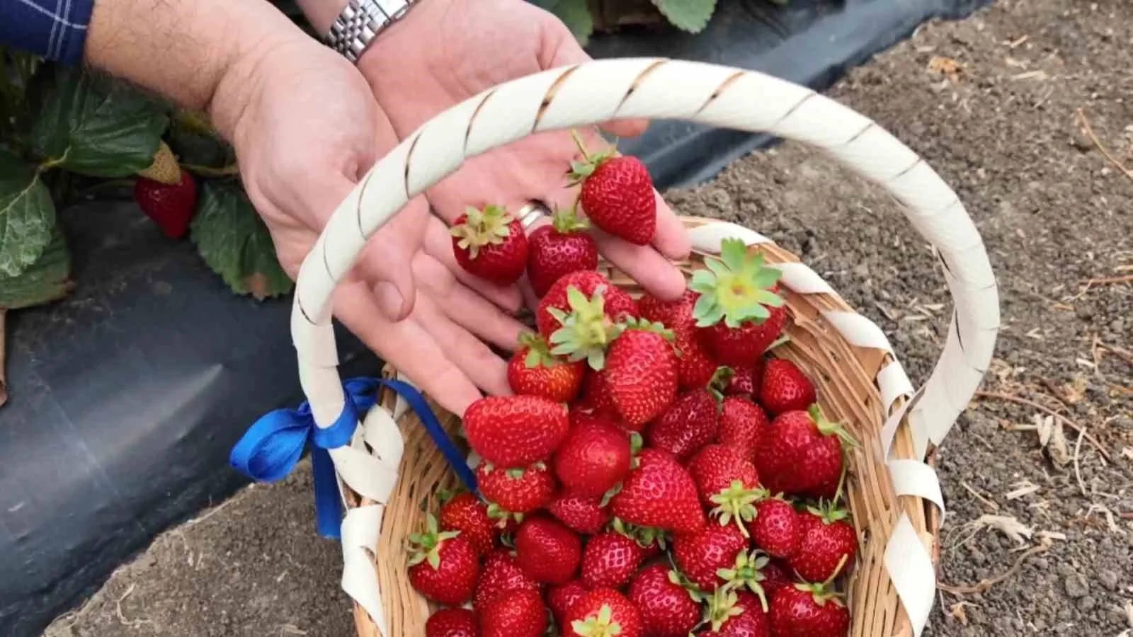 Tekirdağ’da çilek mesaisi