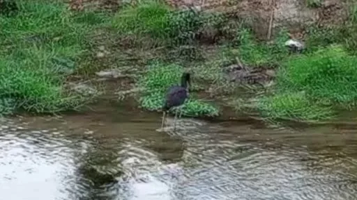 Nadir görülen kara leylek, beslenirken görüntülendi