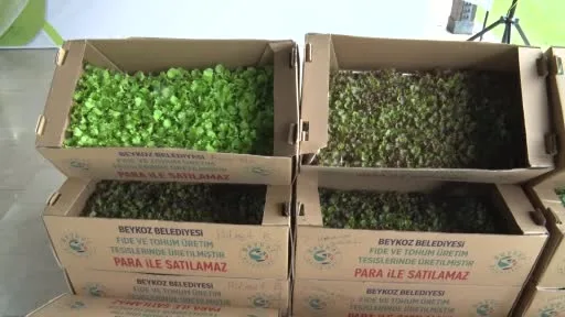 Beykoz’da çiftçilere 625 bin kışlık fide desteği