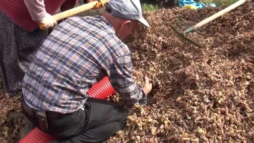 Sakarya’nın yüksek kesimlerinde fındık mesaisi devam ediyor