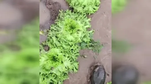 Göle dönen tarlalarda üreticiler mahsulleri kurtarmak için zamana karşı yarışıyor