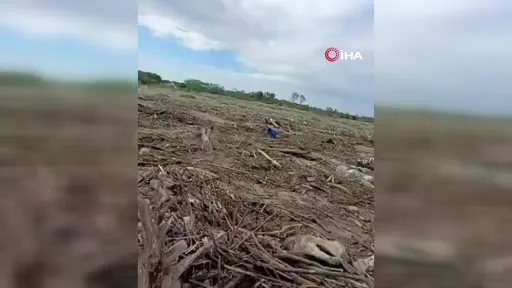 Sağanak sonrası Sakarya Nehri’nden sürüklenen dal ve çalılar sahile vurdu