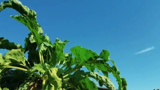 Tekirdağ’da şeker pancarı hasadı: Dekara 10 ton verim alındı