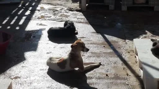 Ayvalık’ta Dünya Hayvanları Koruma Günü can dostlarla kutlandı