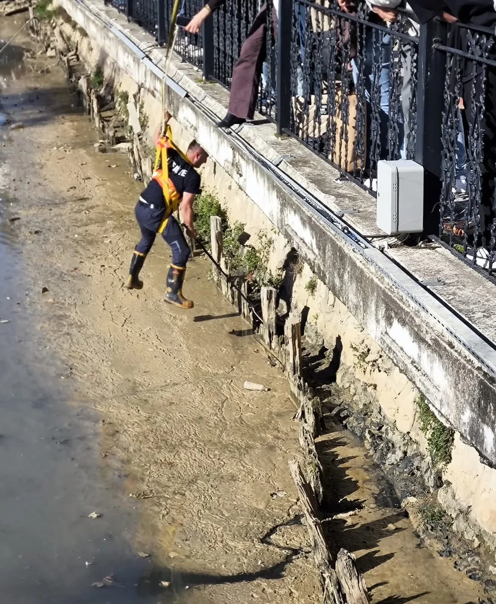 Yalova’da itfaiye ekipleri derede mahsur kalan iki kediyi kurtardı