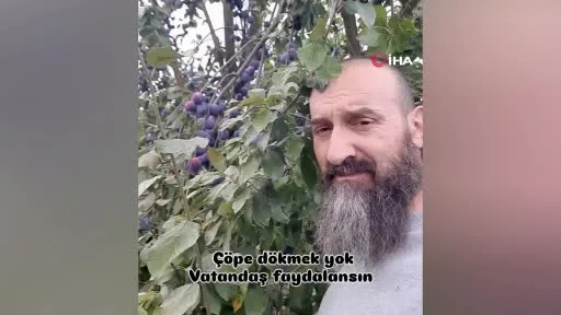 Bursalı çiftçi erikleri dalında bırakmadı, çöpe atmadı fenomen oldu