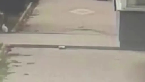 Bandırma’da kediye işkence iddiası tepki çekti