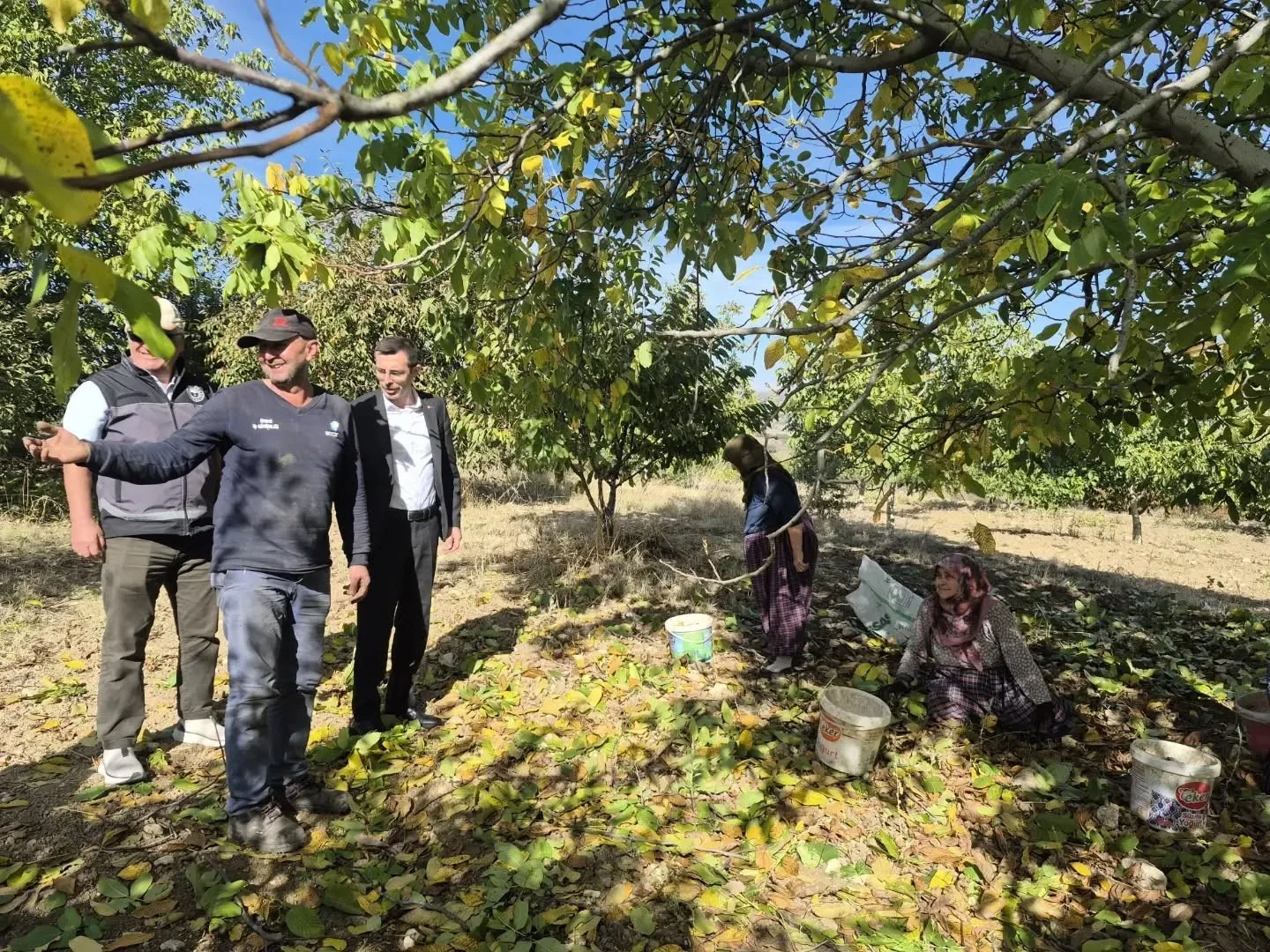 Bilecik’te ceviz hasadı heyecanı