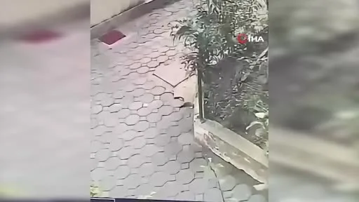Kocaeli’de eski eşini öldüren zanlı yakalandı