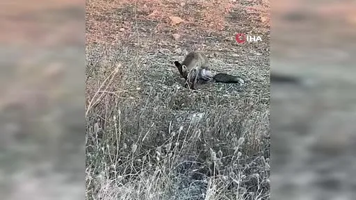 Aç kalan yavru tilki köye indi