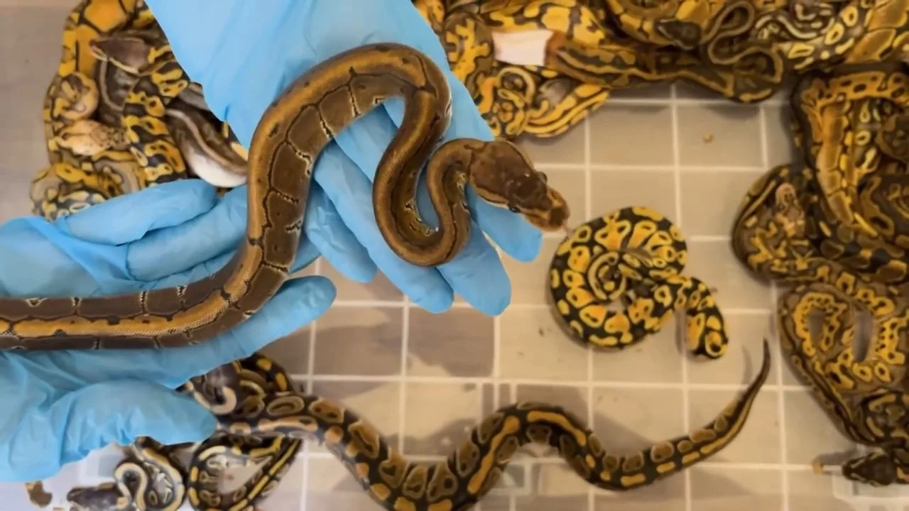 Kapıkule’de Türkiye’ye kaçırılmak istenen 67 canlı piton ele geçirildi