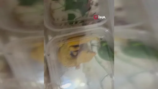 Kartal’da yasa dışı hayvan ticareti operasyonu: 134 canlı hayvana el konuldu
