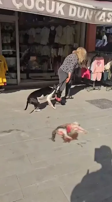 Esenyurt’ta Pitbull sokak kedisini parçaladı, vatandaş tepki gösterdi