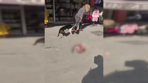 Esenyurt’ta Pitbull sokak kedisini parçaladı, vatandaş tepki gösterdi