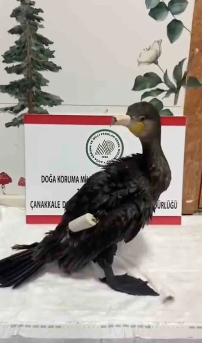 Çanakkale’de olta misinasıyla yaralanan karabatak sağlığına kavuştu