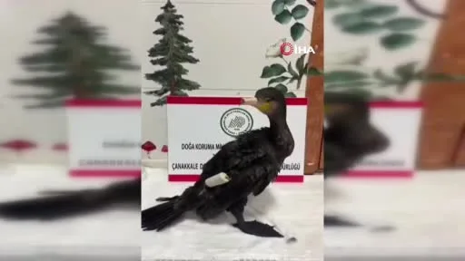 Çanakkale’de olta misinasıyla yaralanan karabatak sağlığına kavuştu