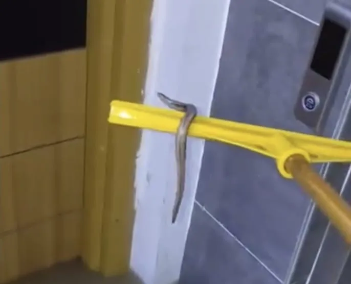 Arnavutköy’de su basan apartmanın bodrum katında yılan paniği