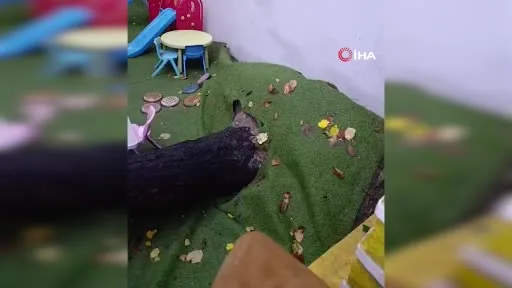 Üsküdar’da okul bahçesindeki ağaç devrildi