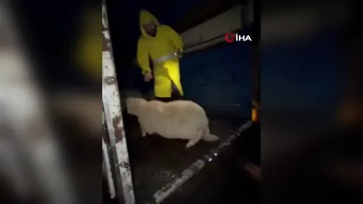 Sel suları evi kuşattı: Yaşlı çift kepçeyle kurtarıldı, 30 koyun için seferber olundu