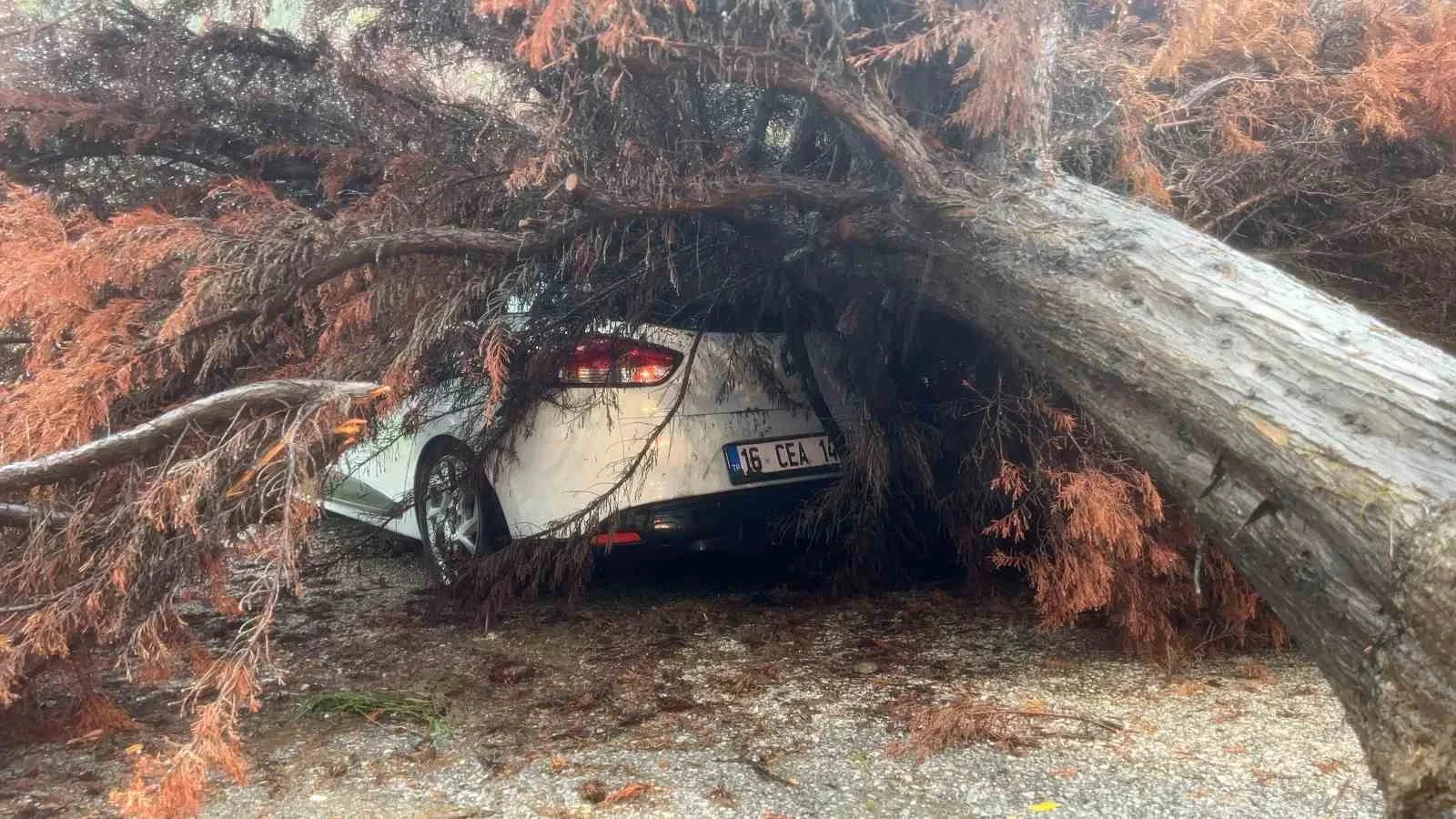 Bursa’da sağanak yağış ağacı devirdi, otomobilin üzerine düştü