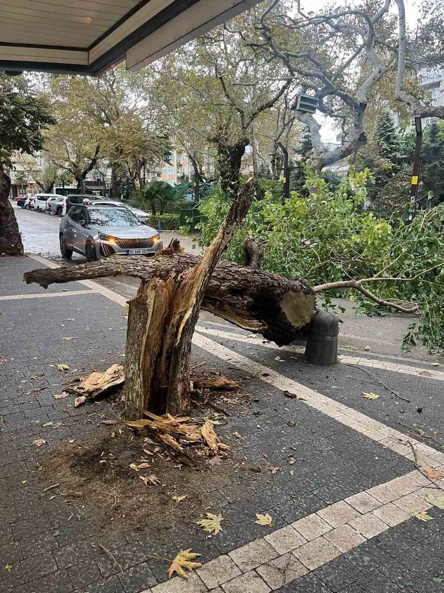 Erdek’te fırtına ağacı gövdesinden kırdı